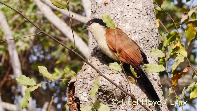 Coucal du Sénégal - ML201572831