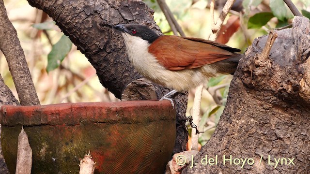 Coucal du Sénégal - ML201572841