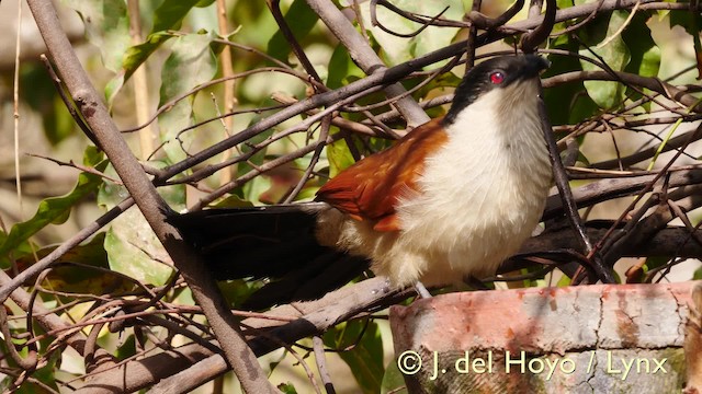 Coucal du Sénégal - ML201572851