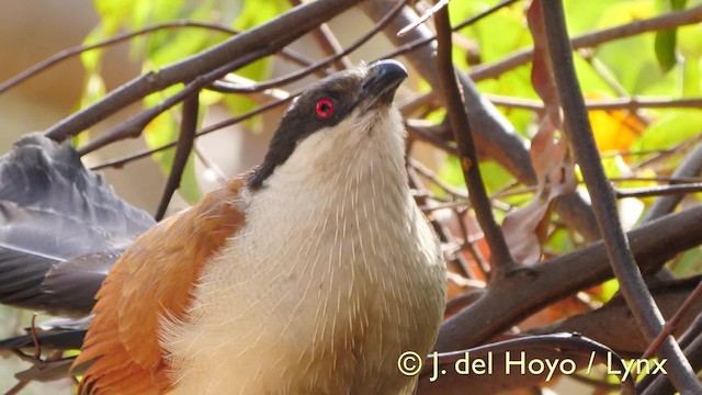 Senegal Coucal - ML201572861