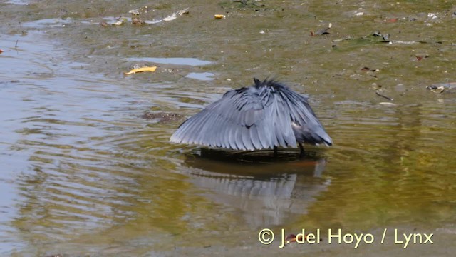 Black Heron - ML201572871