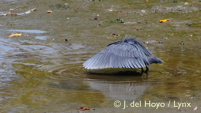 Black Heron - ML201572881