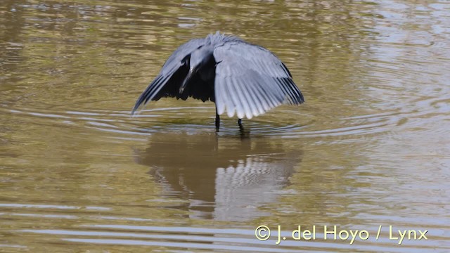 Black Heron - ML201572911