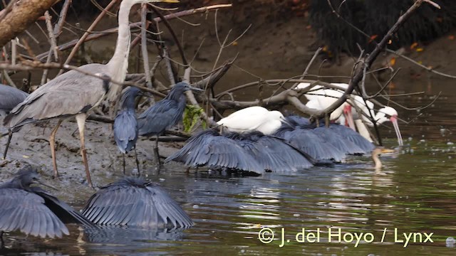 Aigrette ardoisée - ML201572961