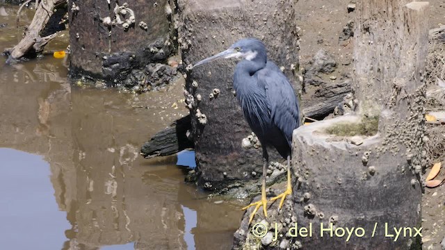 Western Reef-Heron (Western) - ML201573011