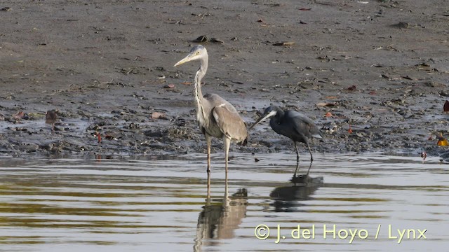 Western Reef-Heron (Western) - ML201573021