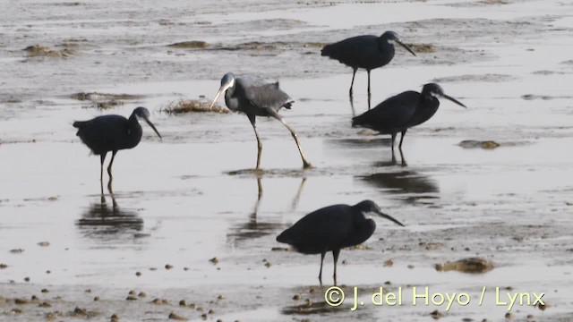 Western Reef-Heron (Western) - ML201573031