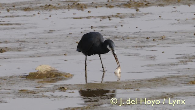 volavka přímořská (ssp. gularis) - ML201573041