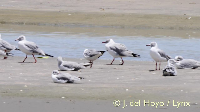 Gray-hooded Gull - ML201573171