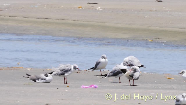 Gray-hooded Gull - ML201573181