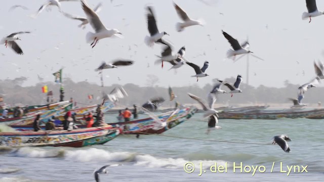 Mouette à tête grise - ML201573191