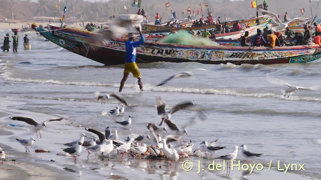 Gray-hooded Gull - ML201573201