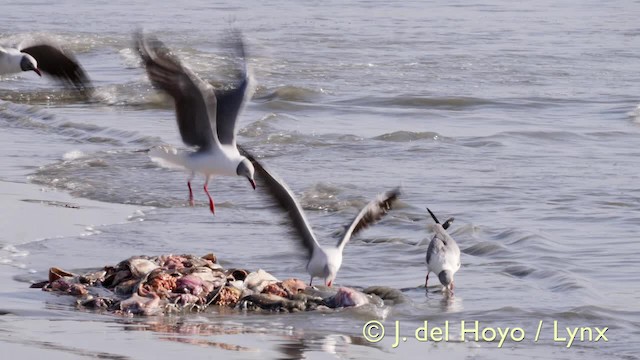 Gray-hooded Gull - ML201573211