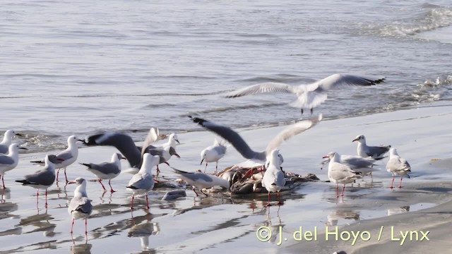 Gray-hooded Gull - ML201573221