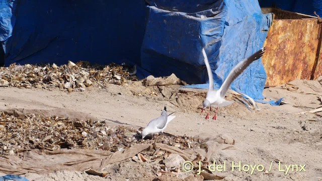 Gray-hooded Gull - ML201573231