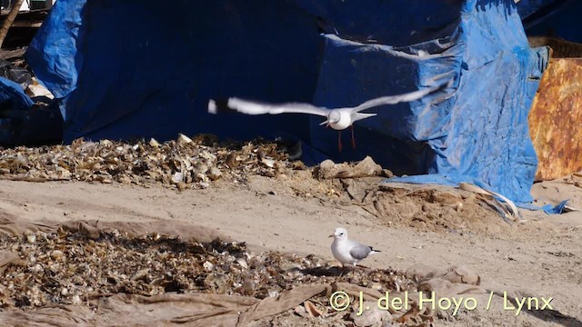 Mouette à tête grise - ML201573241