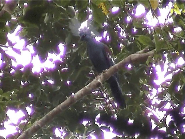 Western Crowned-Pigeon - ML201573271