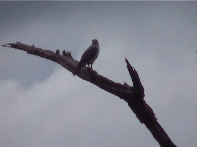 Gray-headed Goshawk - ML201573281