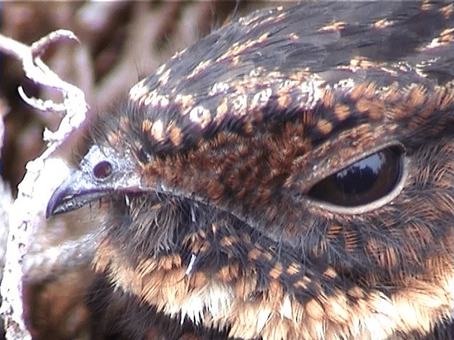 Diabolical Nightjar - ML201573301