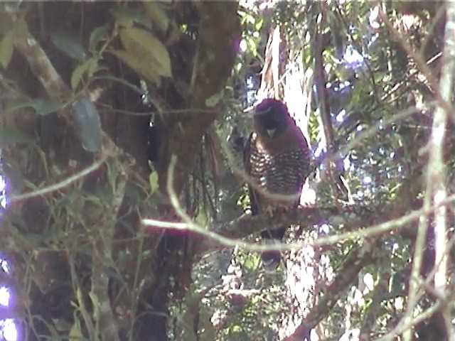 Sulawesi Serpent-Eagle - ML201573341