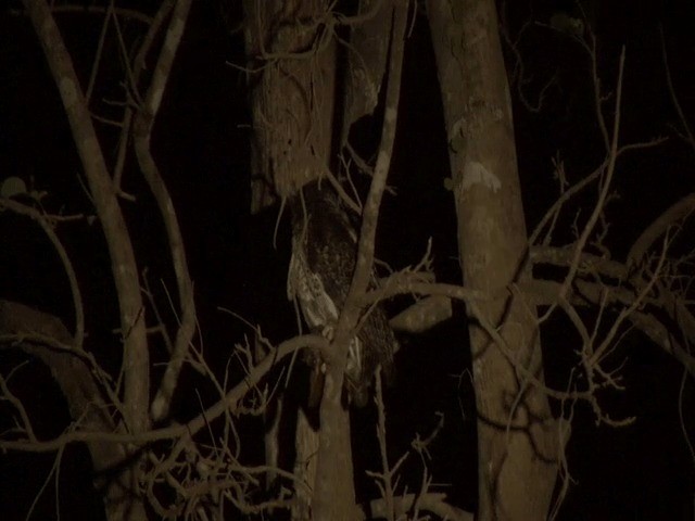 Spot-bellied Eagle-Owl - ML201573361