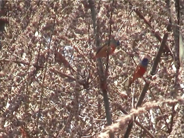 Pin-tailed Parrotfinch - ML201573391