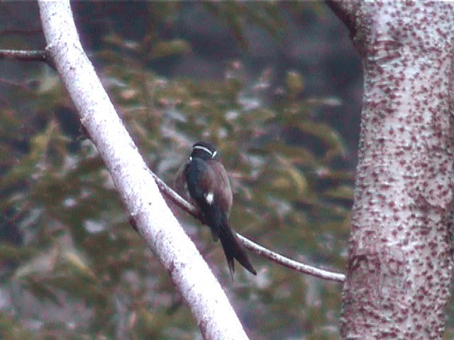 Whiskered Treeswift - ML201573461