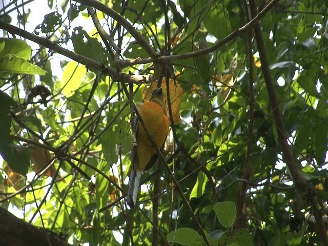 trogon oranžovoprsý [skupina dulitensis] - ML201573491