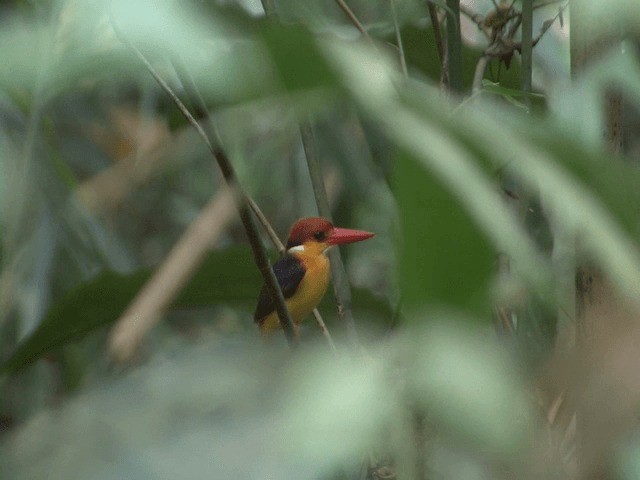 黑背三趾翠鳥 - ML201573501