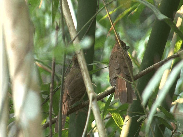 Ochraceous Bulbul - ML201573511