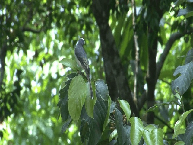 小灰山椒鳥 - ML201573561