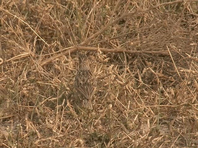 Oriental Skylark - ML201573601