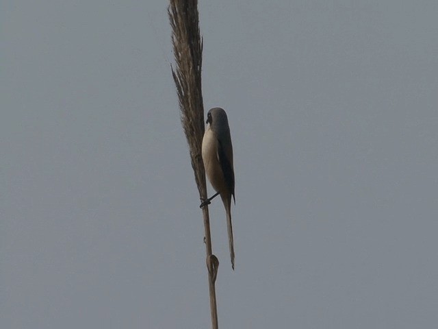 Long-tailed Shrike (erythronotus/caniceps) - ML201573671