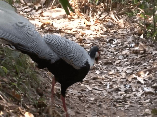 Silver Pheasant - ML201573731
