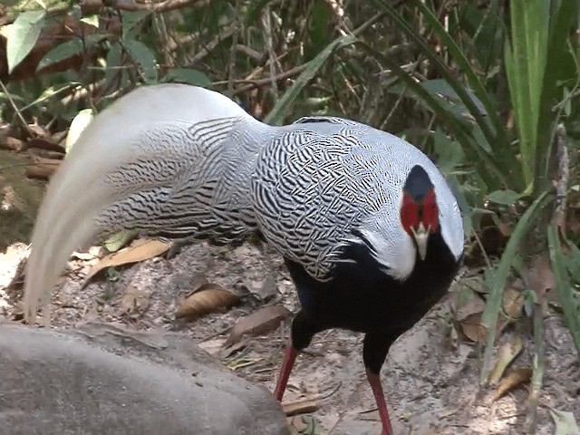 Silver Pheasant - ML201573741