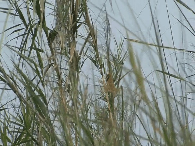 Black-breasted Parrotbill - ML201573751