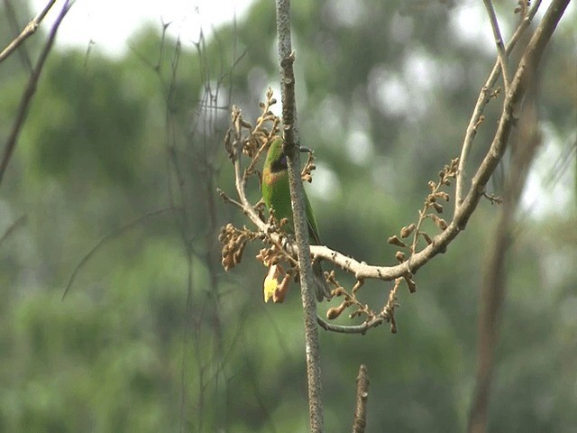 Golden-fronted Leafbird - ML201573771