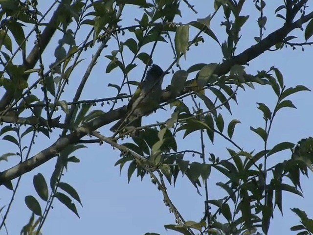 Bulbul à ailes vertes (groupe flavala) - ML201573781