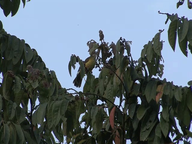 White-throated Bulbul - ML201573791