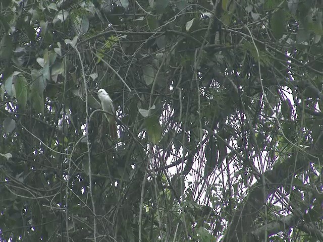 White-hooded Babbler - ML201573801