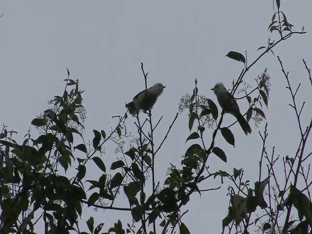 White-hooded Babbler - ML201573811