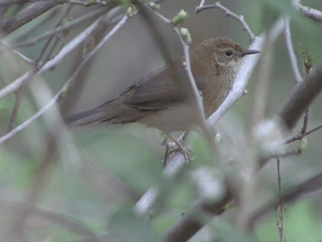 Russet Bush Warbler - ML201573831