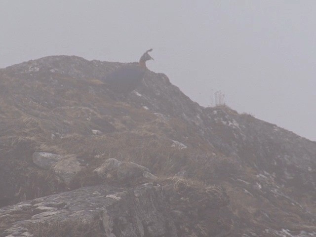 Himalayan Monal - ML201573851