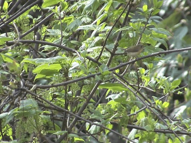 Pygmy Flycatcher - ML201573881