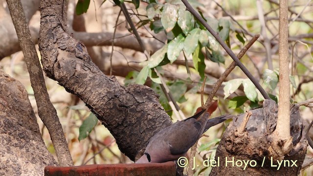 Red-eyed Dove - ML201573981