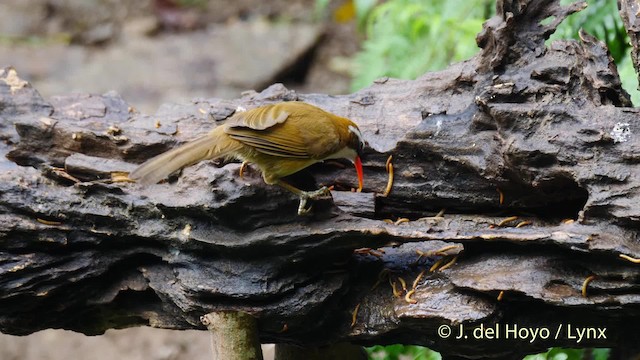 Red-billed Scimitar-Babbler - ML201574011