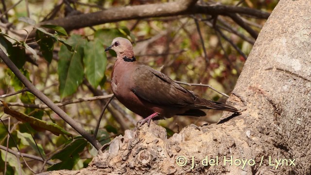 Red-eyed Dove - ML201574021