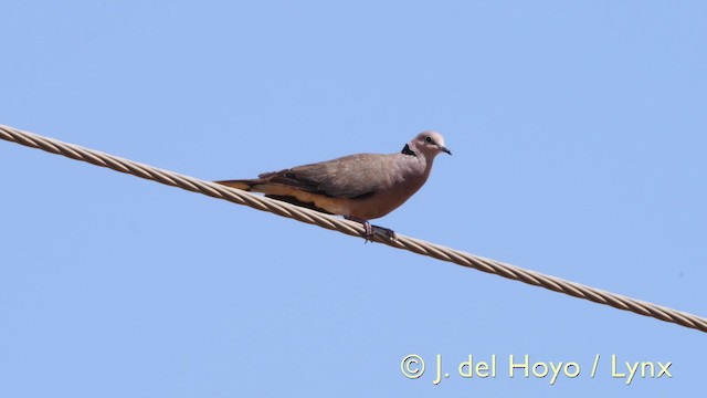 Tórtola Vinosa - ML201574101