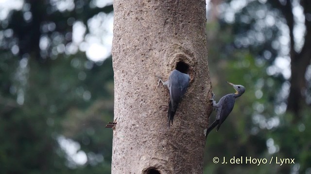 Great Slaty Woodpecker - ML201574251