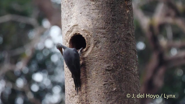 Great Slaty Woodpecker - ML201574261